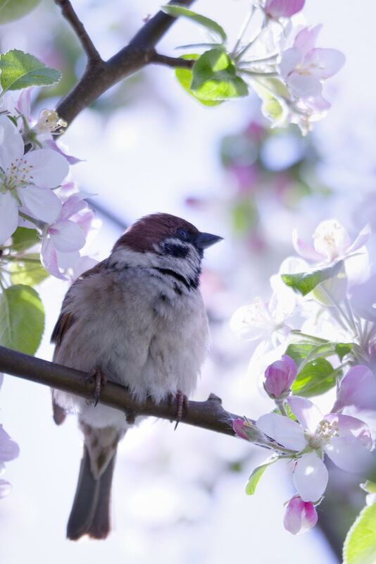 Воробушек фото превью