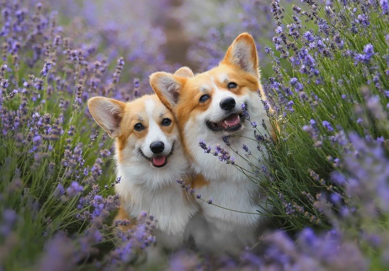 Красота фото превью