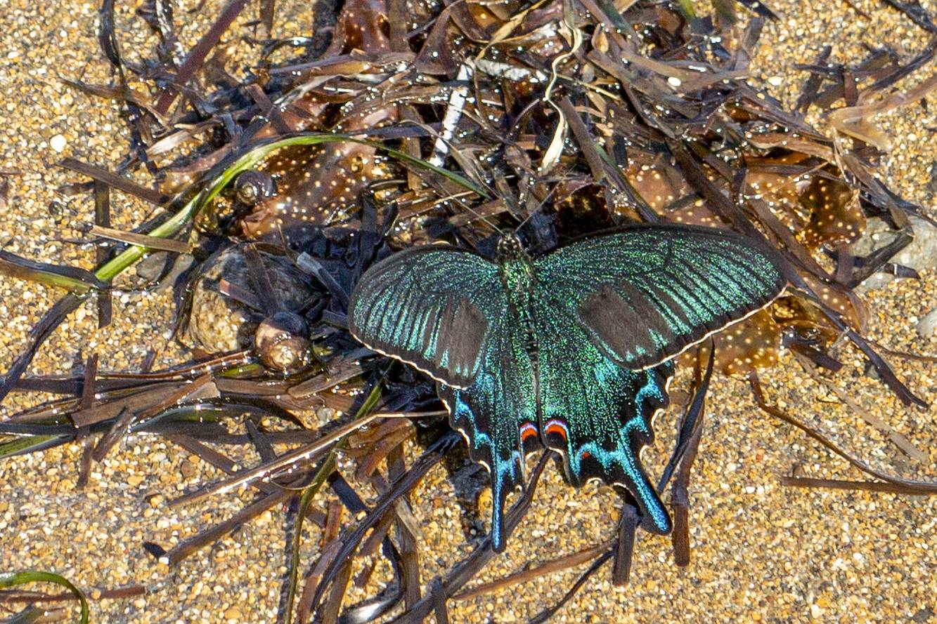 , Башкин Георгий