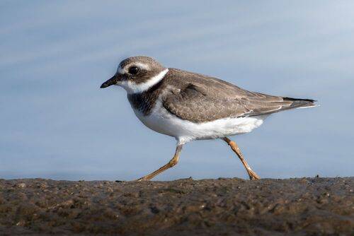 Галстучник (лат. Charadrius hiaticula)