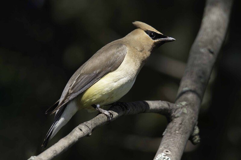 Ceder waxwing фото превью