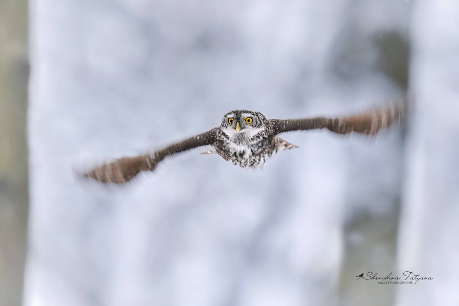 сова, воробьиный сыч, Татьяна Шаньшина