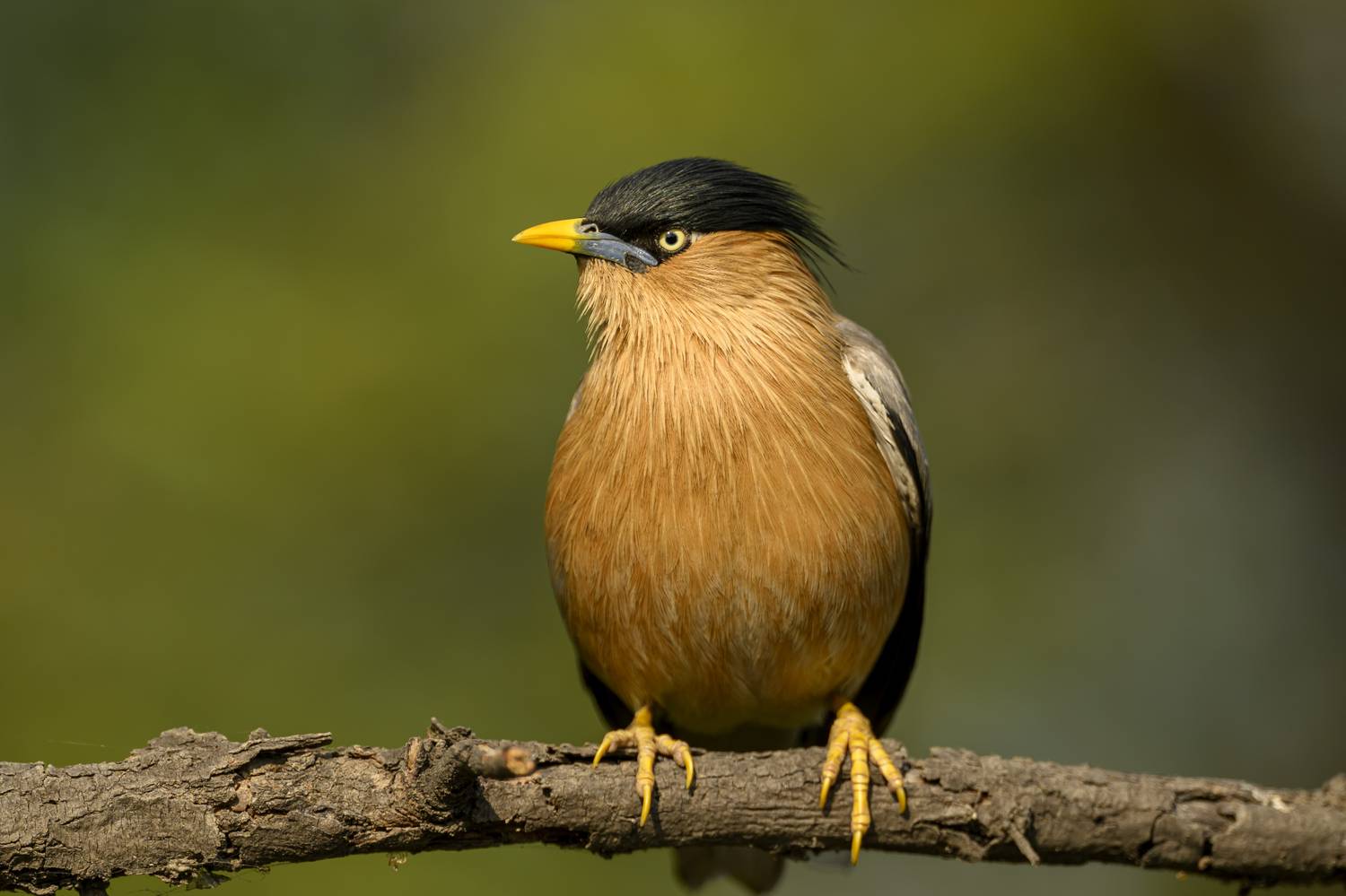 , Пупонин Сергей