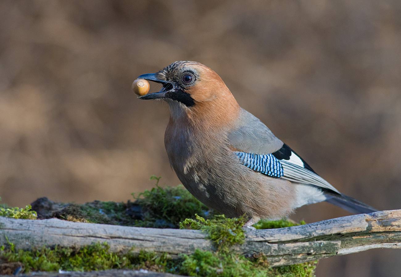 сойка,жёлудь,обед, Иван