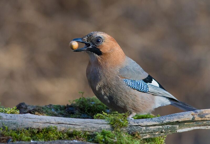 сойка,жёлудь,обед Сойка фото превью
