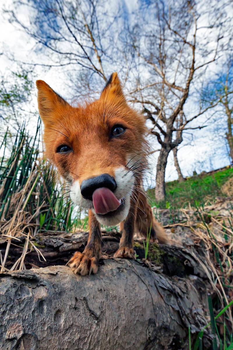 камчатка лиса, Денис Будьков