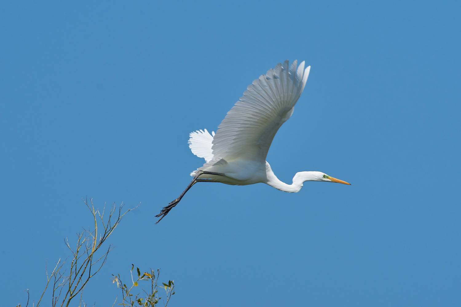 Большая белая цапля, цапля, , Павел Сторчилов