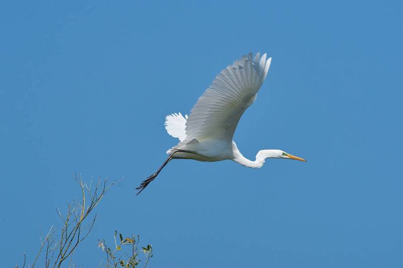 Большая белая цапля, цапля,  Большая белая цапля фото превью