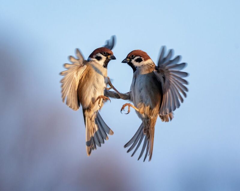 фото превью