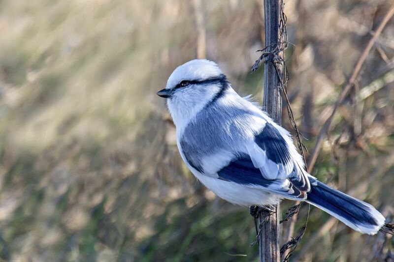 птица, князёк, белаялазоревка, Князёк. фото превью