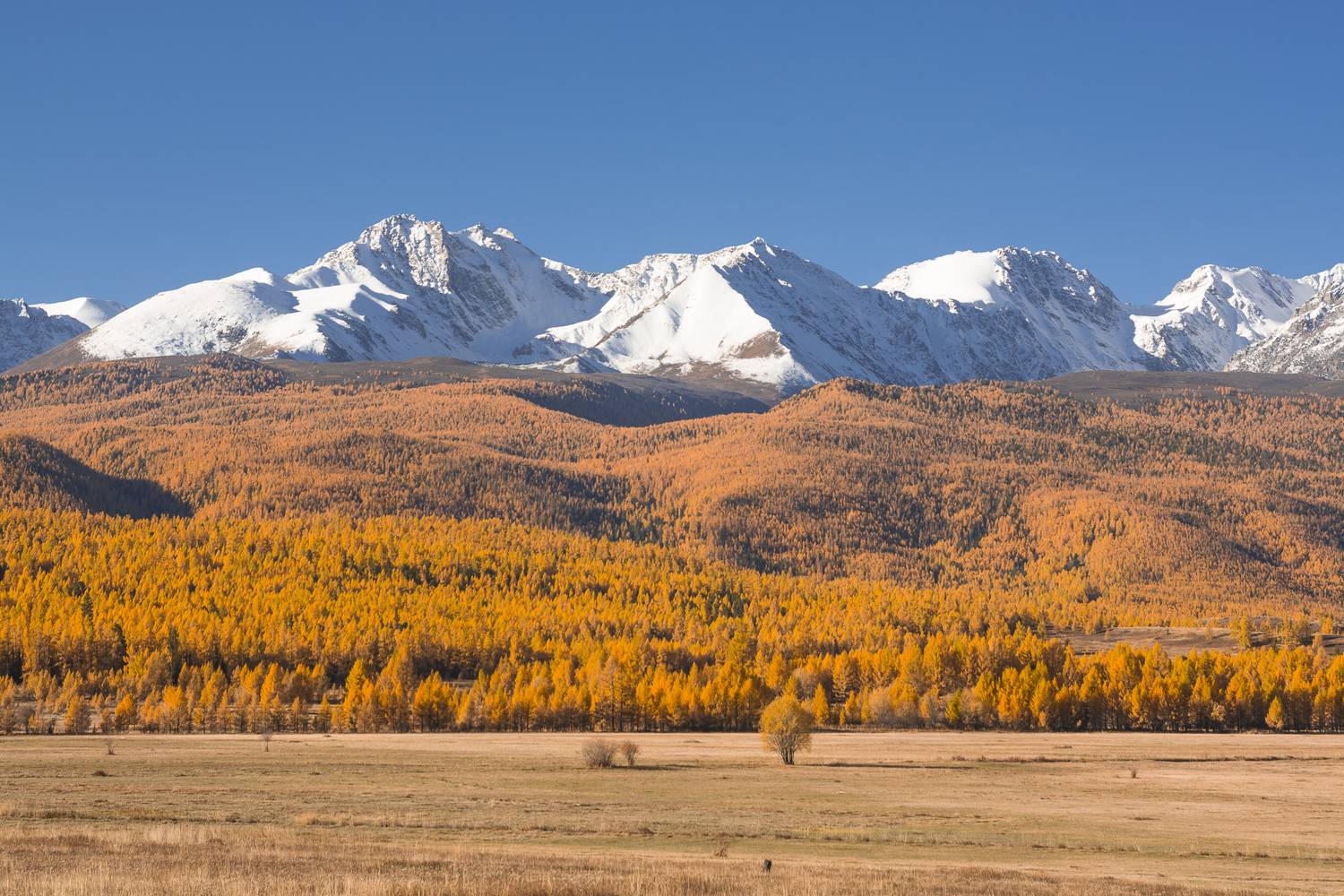 россия, горный алтай, счх, степь, осень, утро, Андрей Поляков