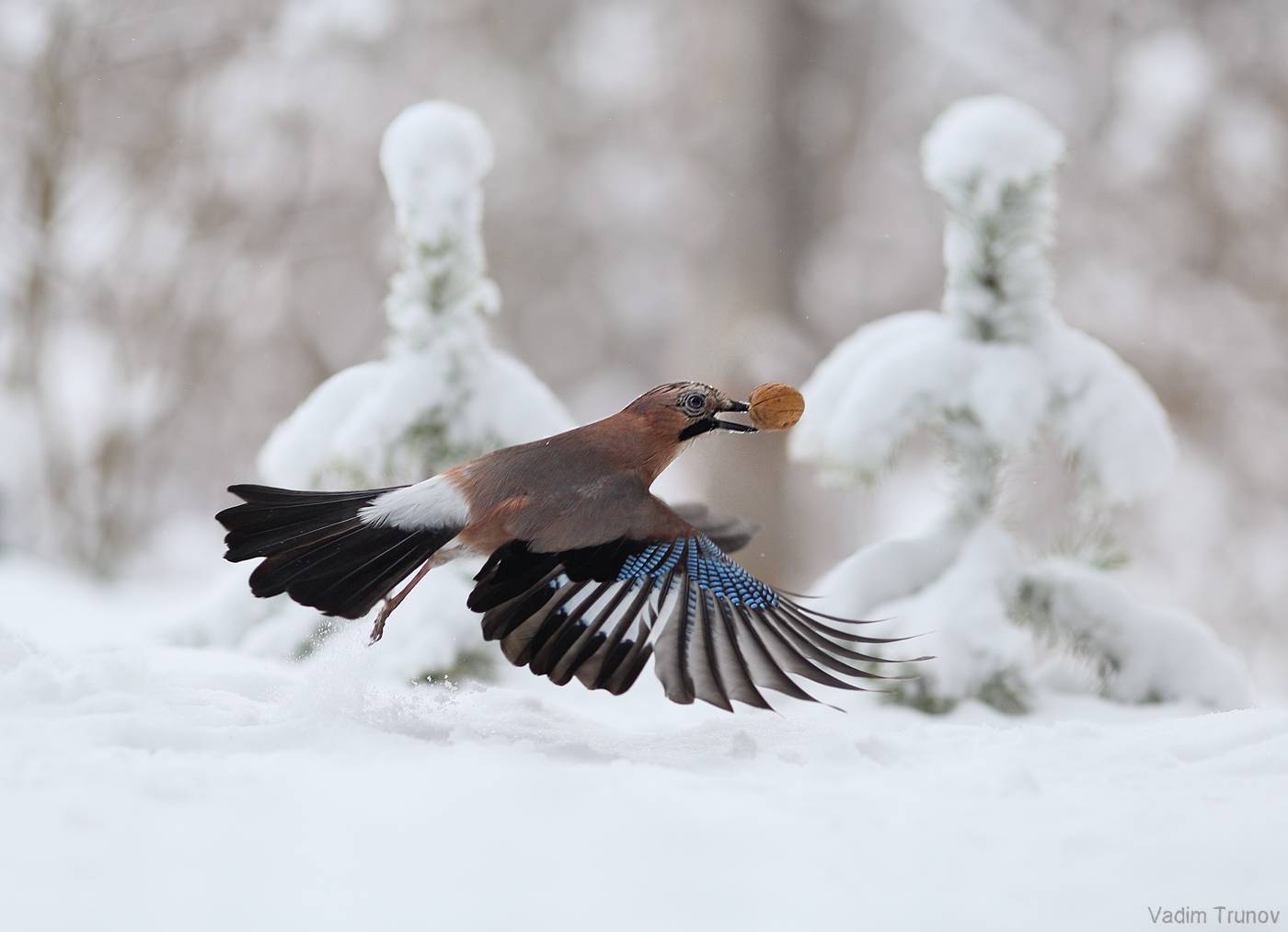 сойка, Вадим Трунов