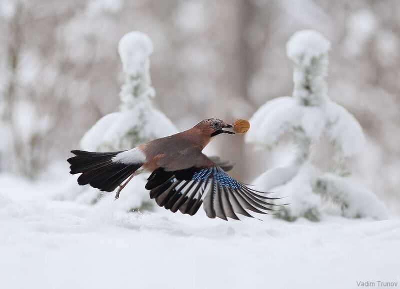 сойка *** фото превью