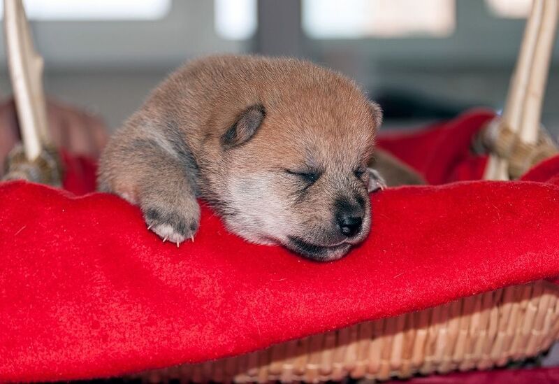Декабрьский фото превью