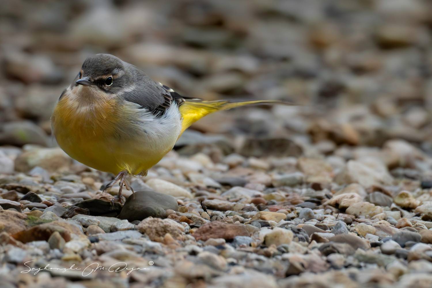 Birds, Nature, Wildlife, Dejan Sajkovski