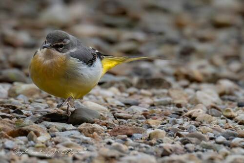 Nature | Wildlife Photography | Adventure