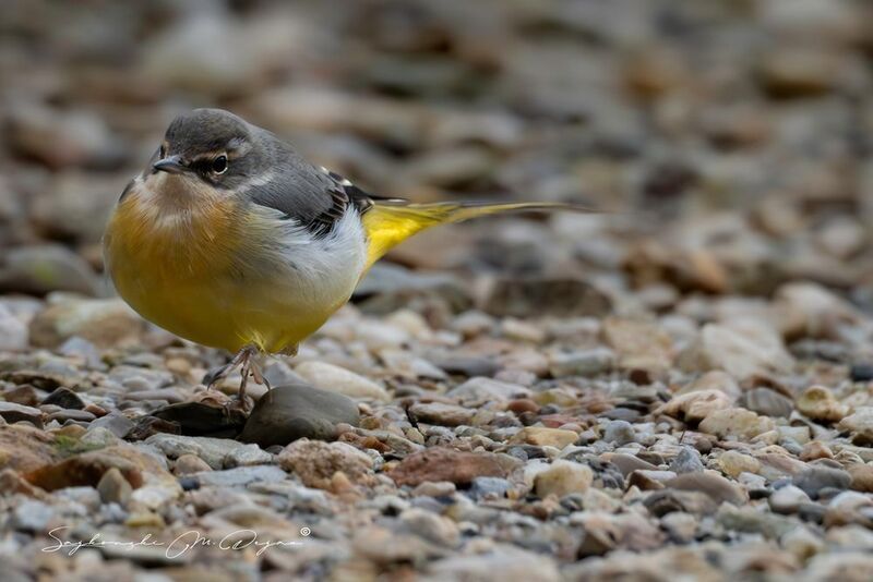 Nature | Wildlife Photography | Adventure фото превью