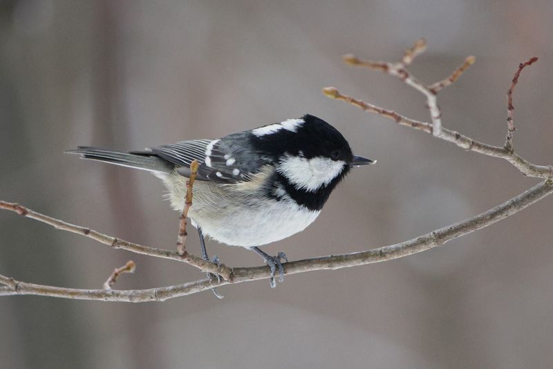 Московка (Periparus ater) фото превью
