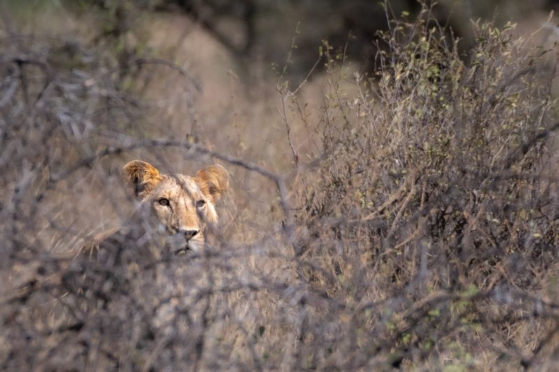 История одной неудачной охоты в парке Самбуру. фото превью