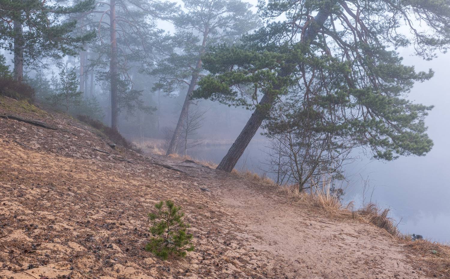 , Гордон Николай