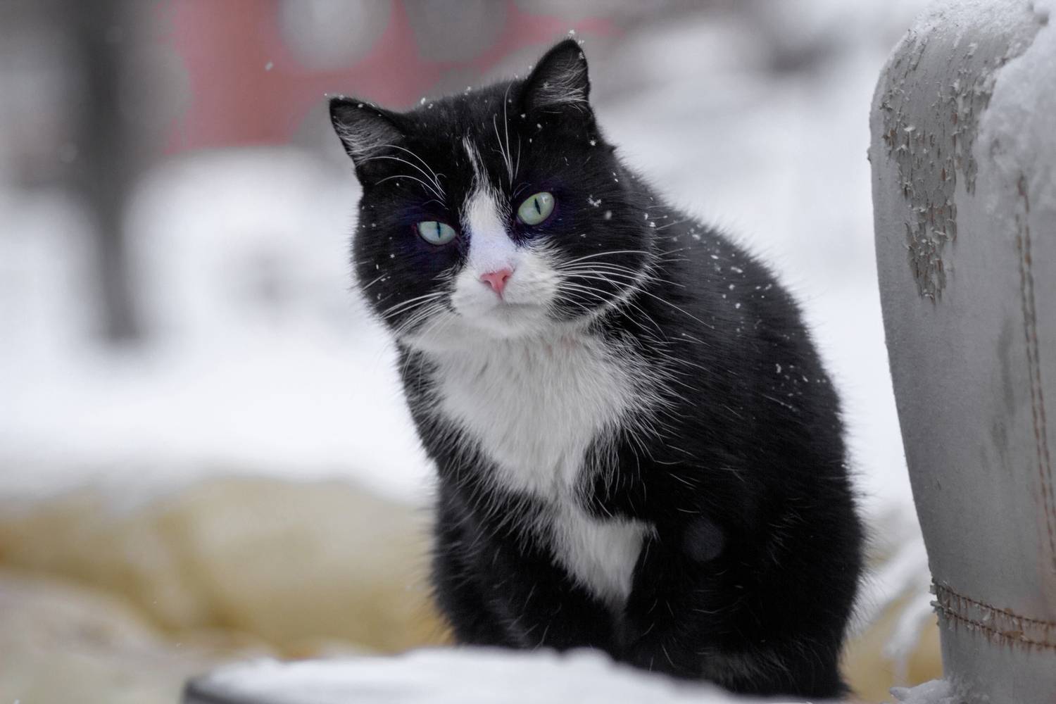 кот, Александр Канцур