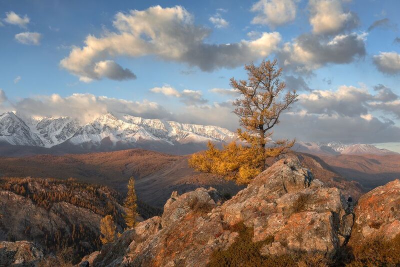 Одинокая лиственница фото превью