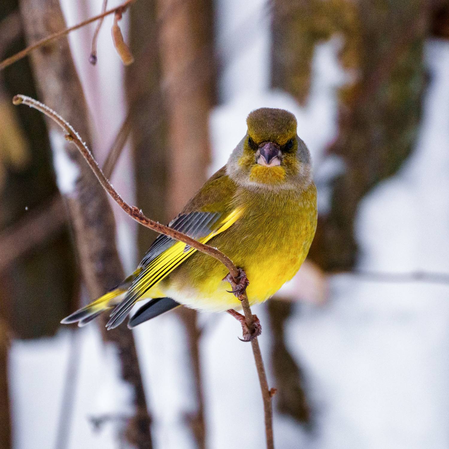 , Велин Александр