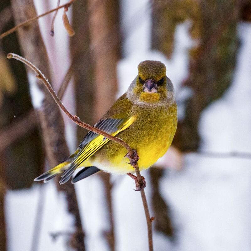 зеленушка фото превью