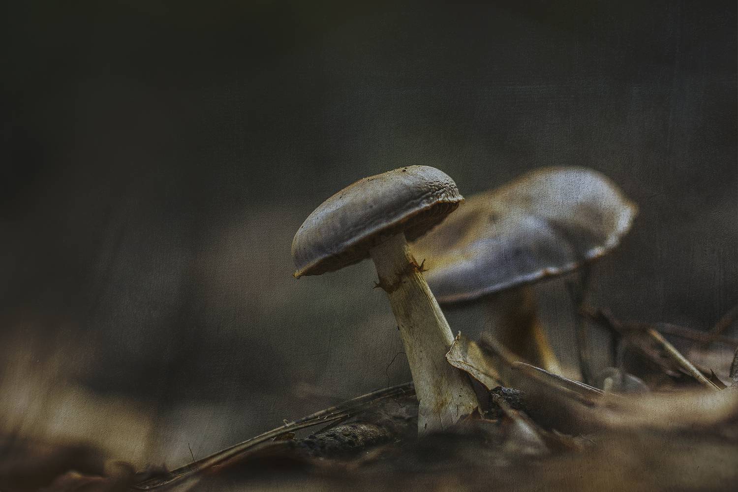 nature, close-up, outdoor, mushroom, fungus, Andr&eacute;s Emilio