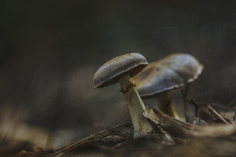 nature, close-up, outdoor, mushroom, fungus Inocybe geophylla фото превью