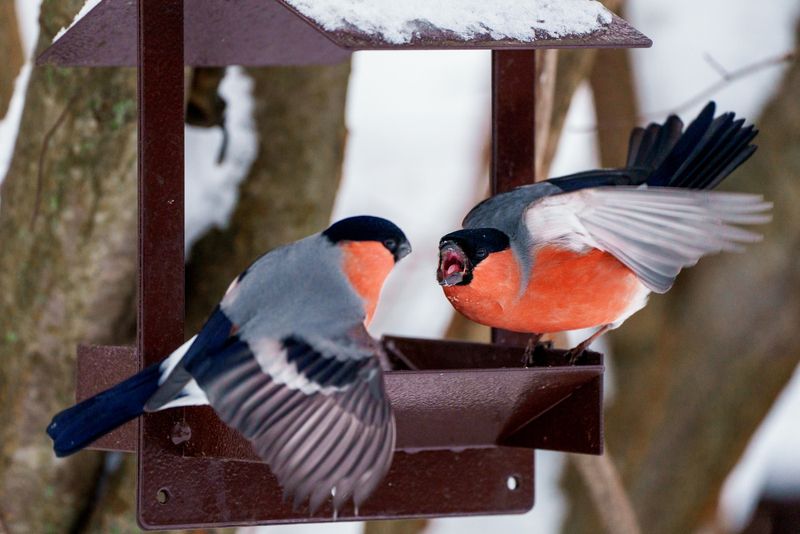 ток у снегирей фото превью