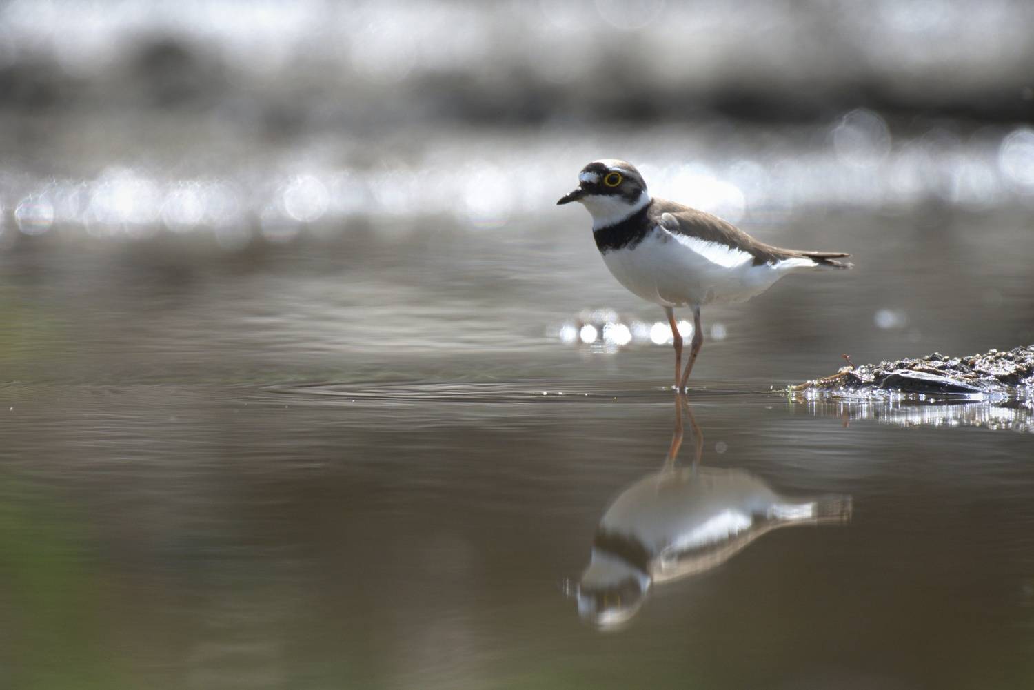 , Герчев Николай