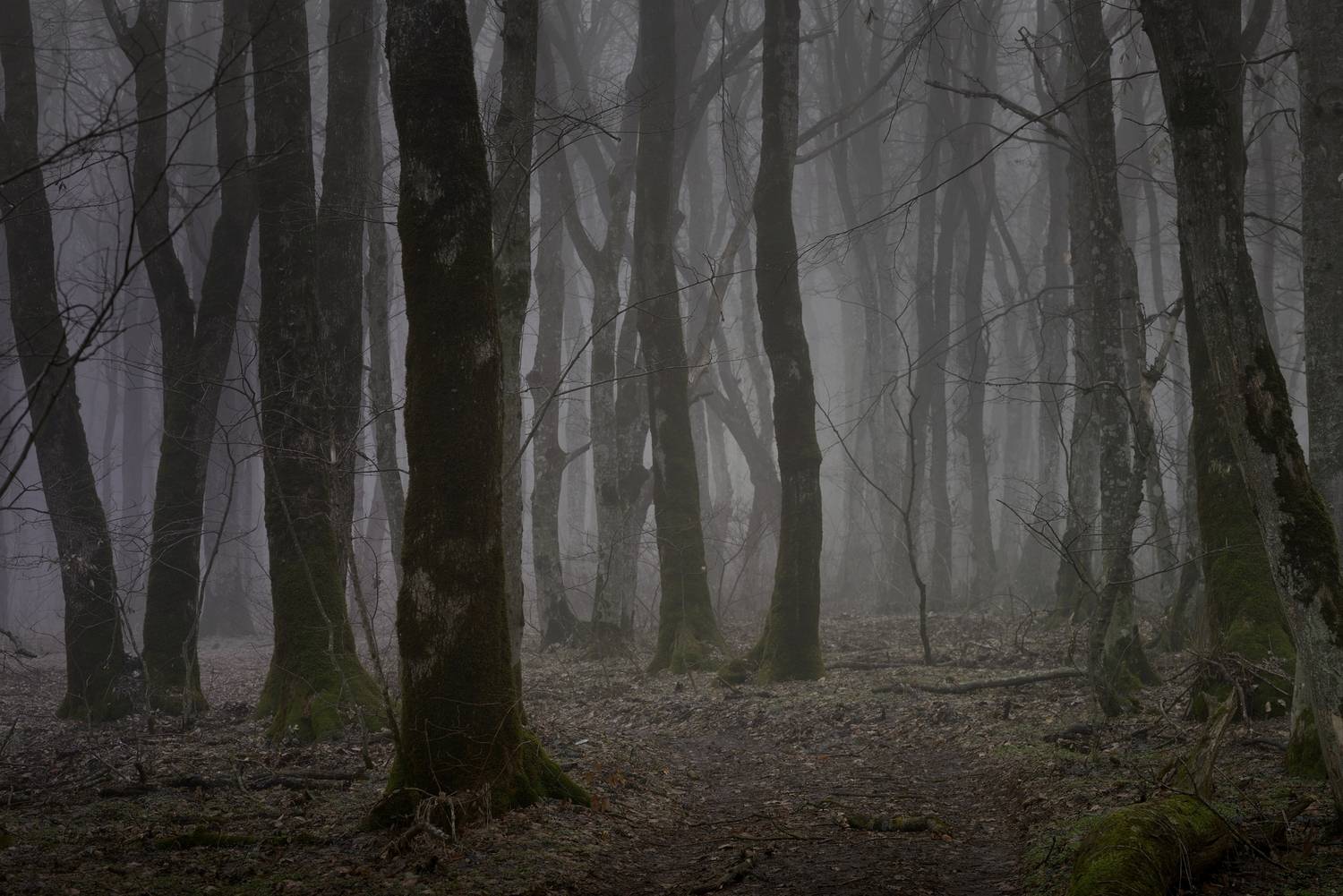 зима туман лес утро, Александр Жарников