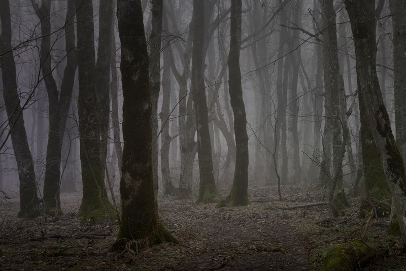 зима туман лес утро Туманное утро фото превью