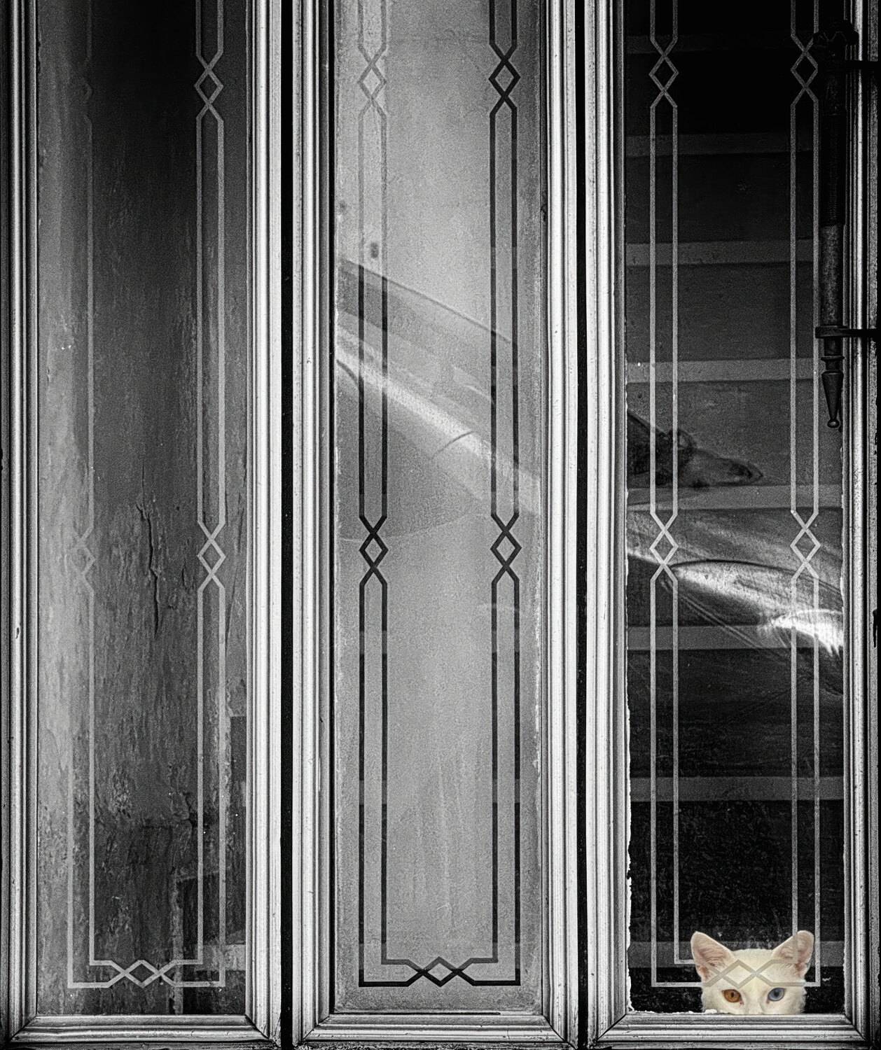 #Window #Black #Wood #Black-and-white #Style #Rectangle #Monochrome #Tints and shades #Parallel #Monochrome photography #cat #animal #pet #eyes, Shpek Andrey