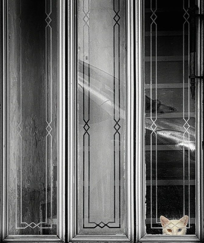 #Window #Black #Wood #Black-and-white #Style #Rectangle #Monochrome #Tints and shades #Parallel #Monochrome photography #cat #animal #pet #eyes Magnificent eyes фото превью