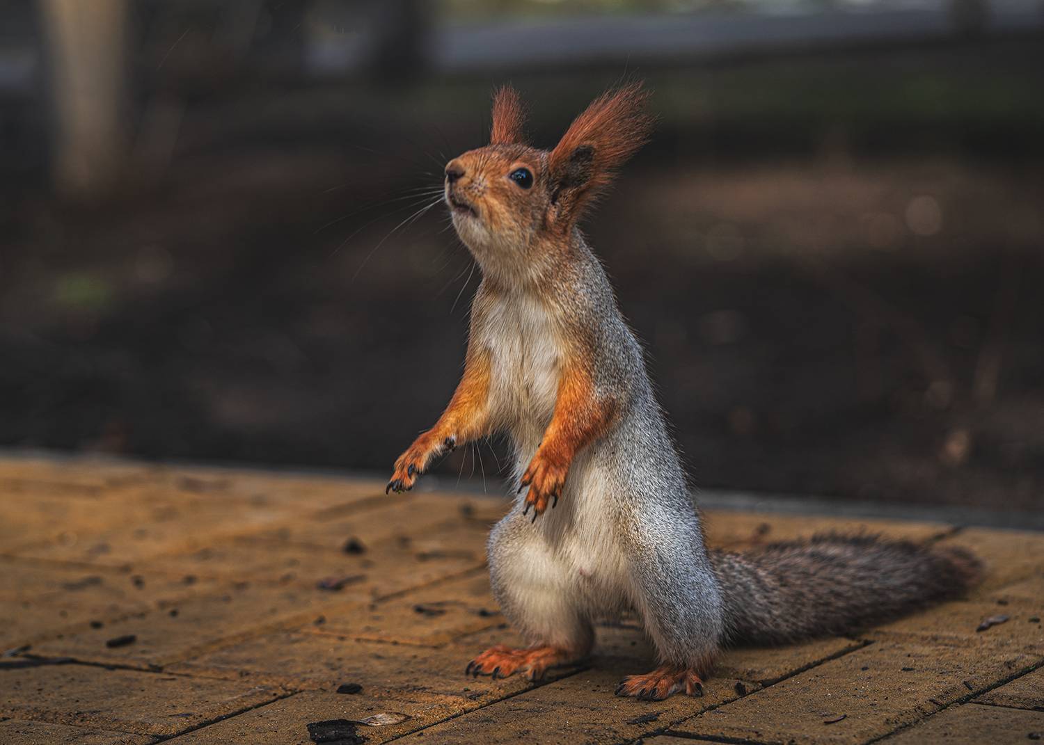 парк, животные, белка, Рябов Игорь