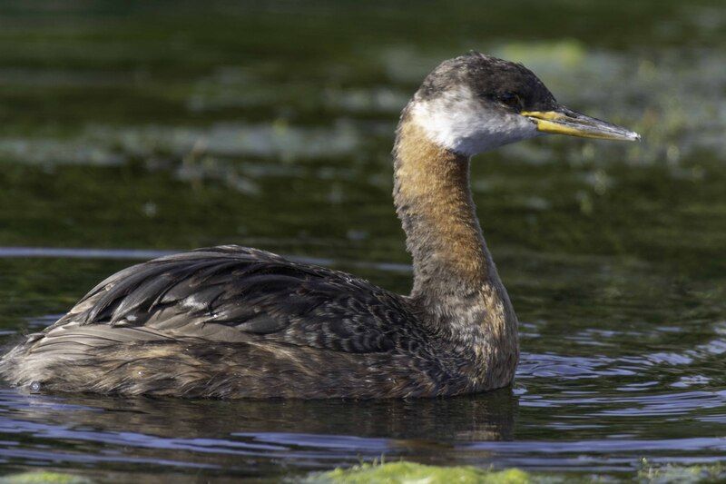 Red-necked grebe фото превью