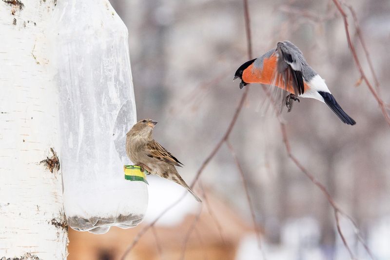 на кормушке фото превью