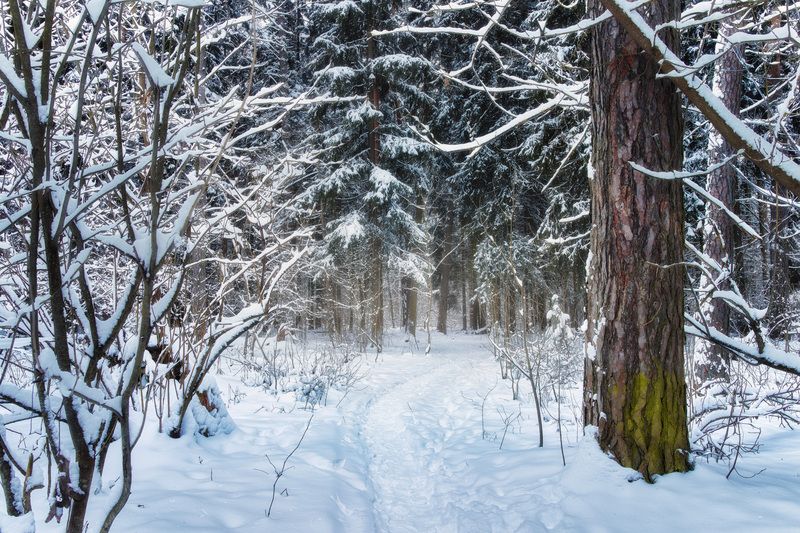 лес, деревья, снег, свет В заснеженном лесу фото превью