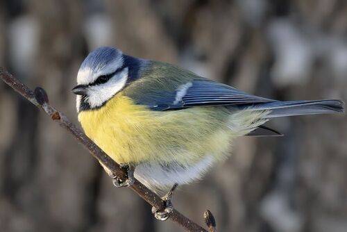 Обыкновенная лазоревка (лат. Cyanistes caeruleus)