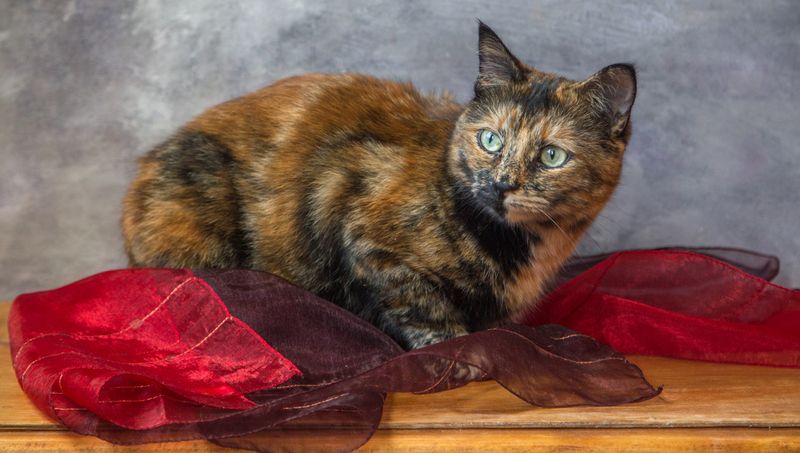 Киса. фото превью