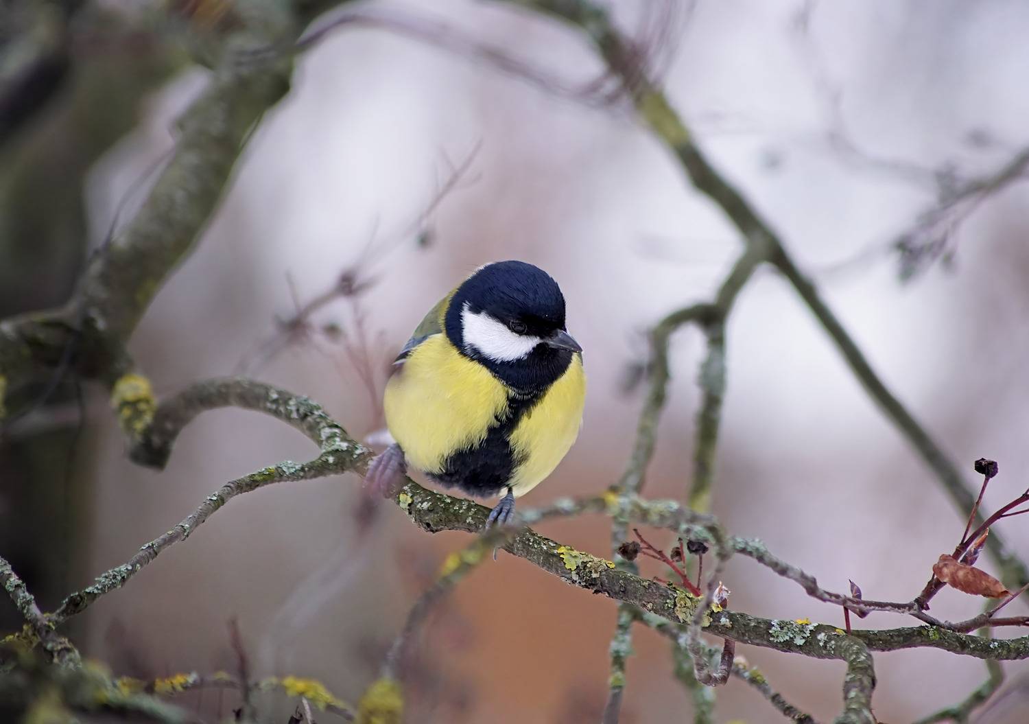 , Чепленко Алексей