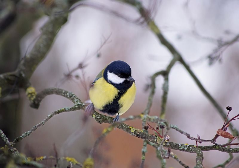 Синица фото превью