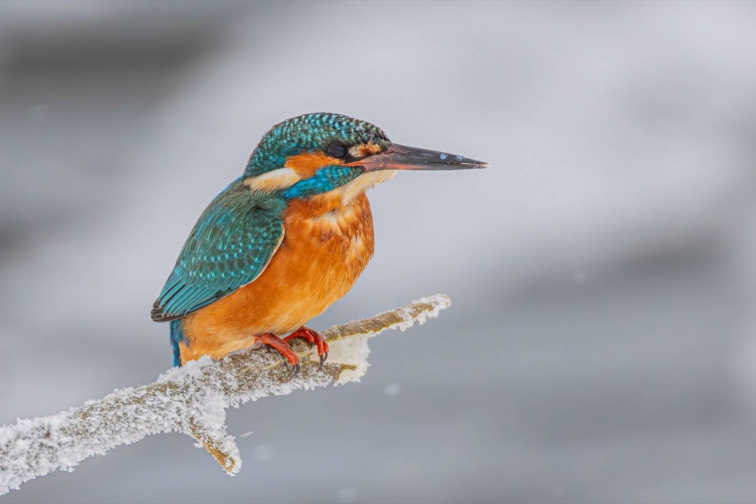 зимородок, птицы, голубой зимородок, Ruslan Pl