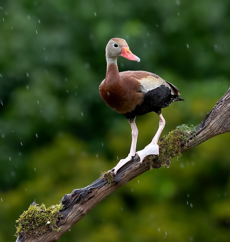 wild, дикие птицы, птицы, bird BIrds - Птицы фото превью