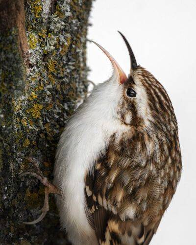 Пищуха обыкновенная (лат. Certhia familiaris)