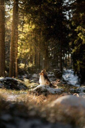 Dog Photography