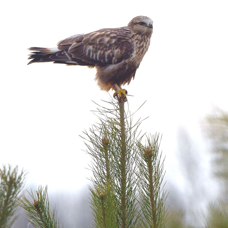 В дозоре фото превью
