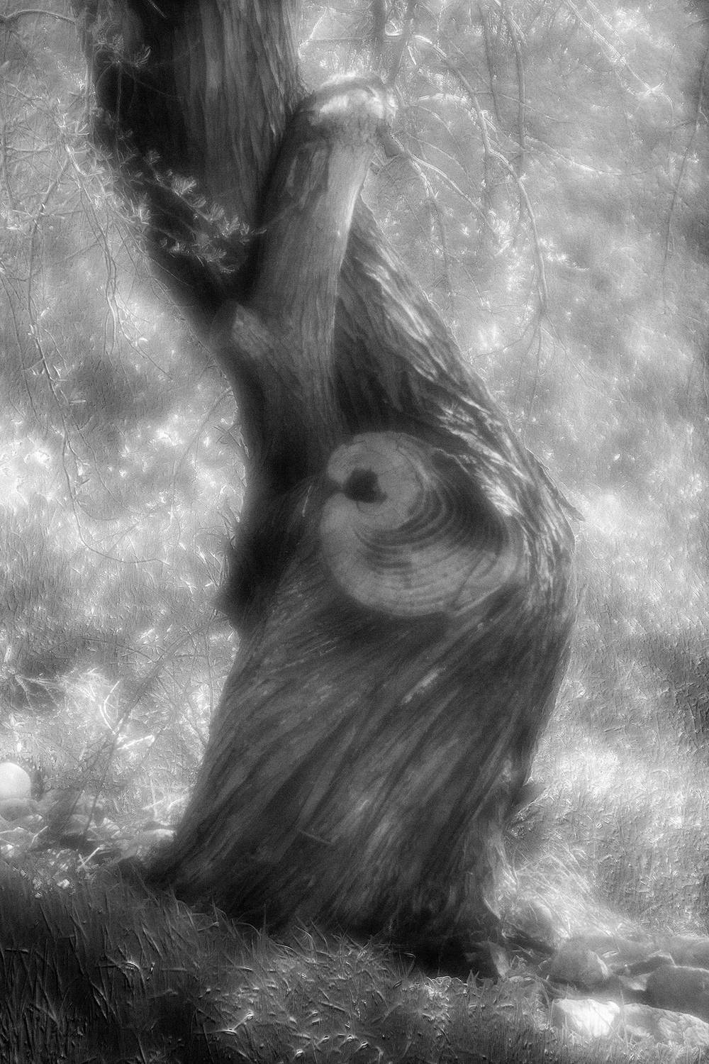 , Андрей Петросян